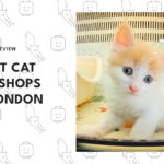 best-cat-pet-shops-london